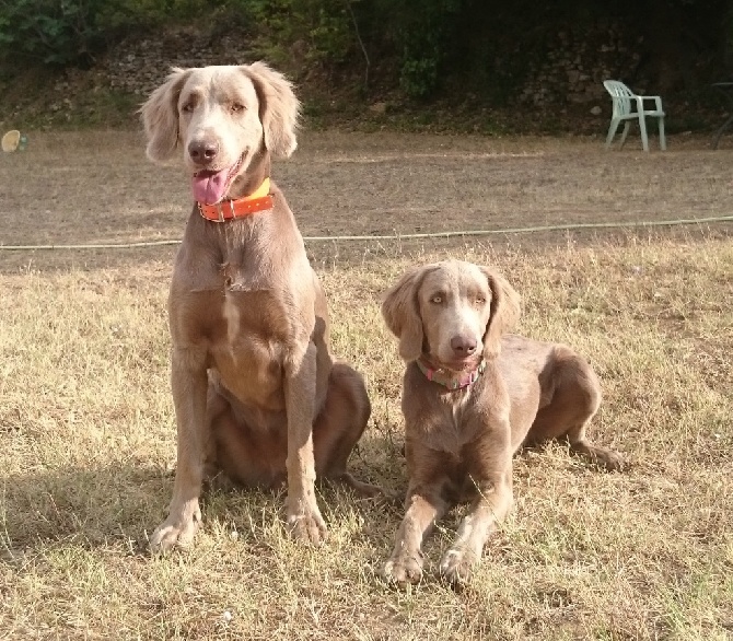 Des Trésors D'Alidon - Languedog show Ales