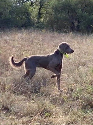 Poopia Des Trésors D'Alidon
