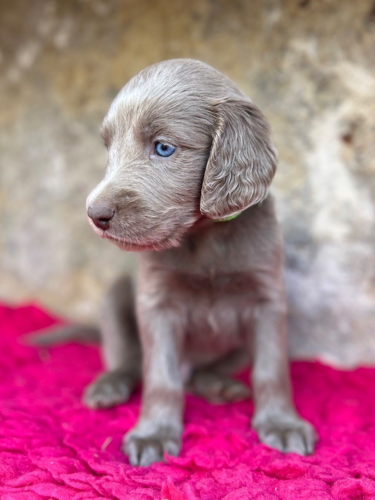 Des Trésors D'Alidon - Chiots disponibles - Braque de Weimar