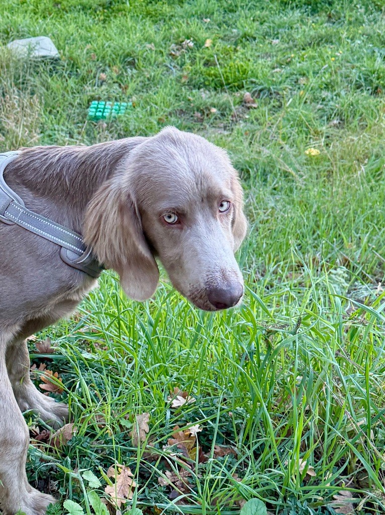 Des Trésors D'Alidon - Chiots disponibles - Braque de Weimar