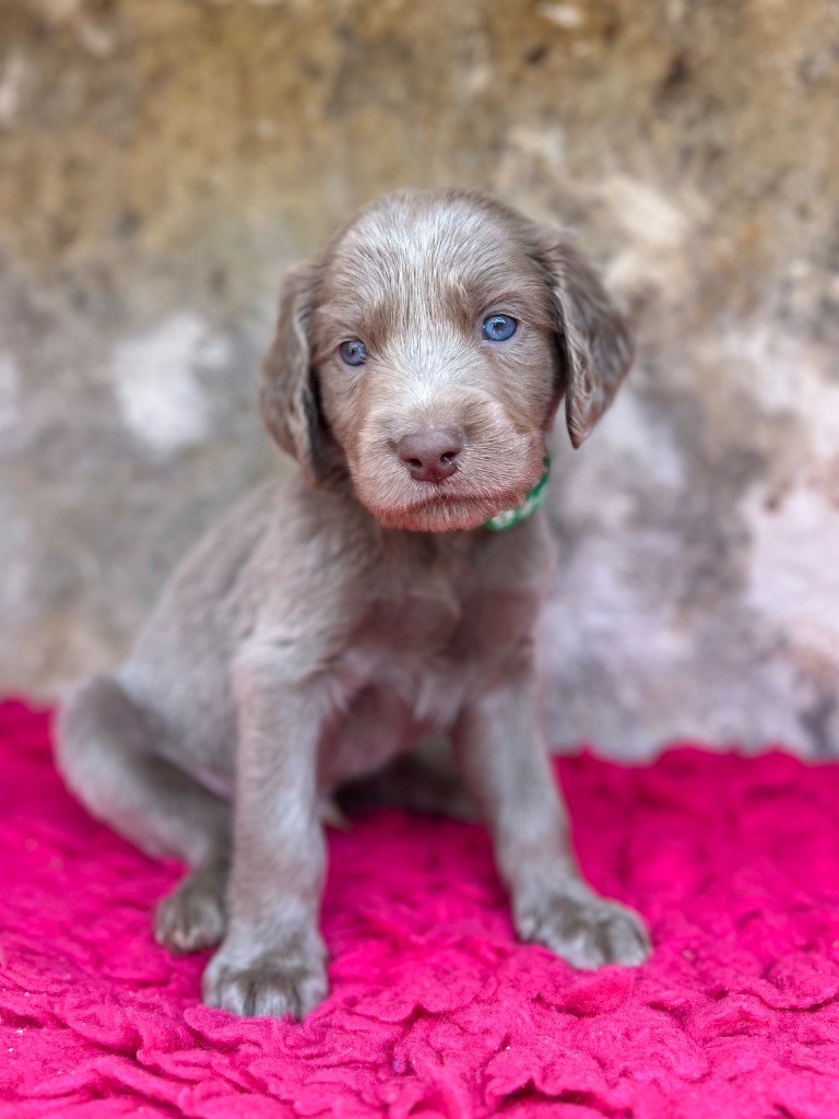Des Trésors D'Alidon - Chiots disponibles - Braque de Weimar