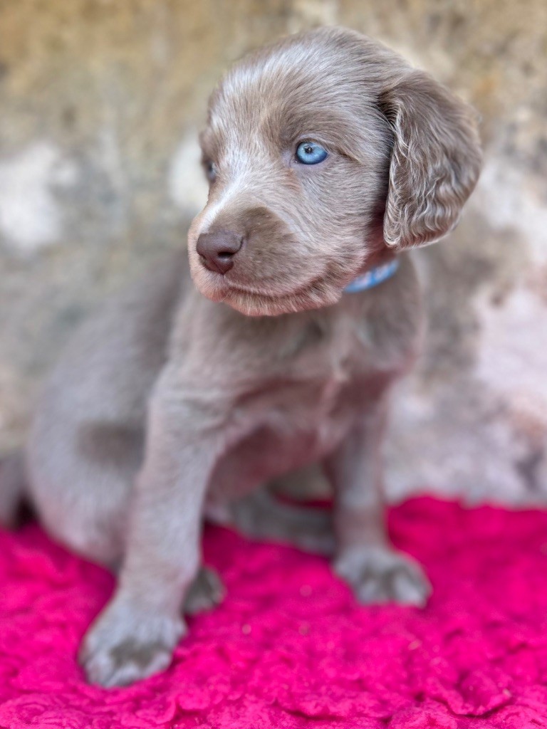 Des Trésors D'Alidon - Chiots disponibles - Braque de Weimar