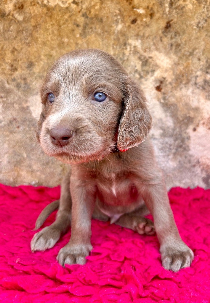 Des Trésors D'Alidon - Chiots disponibles - Braque de Weimar