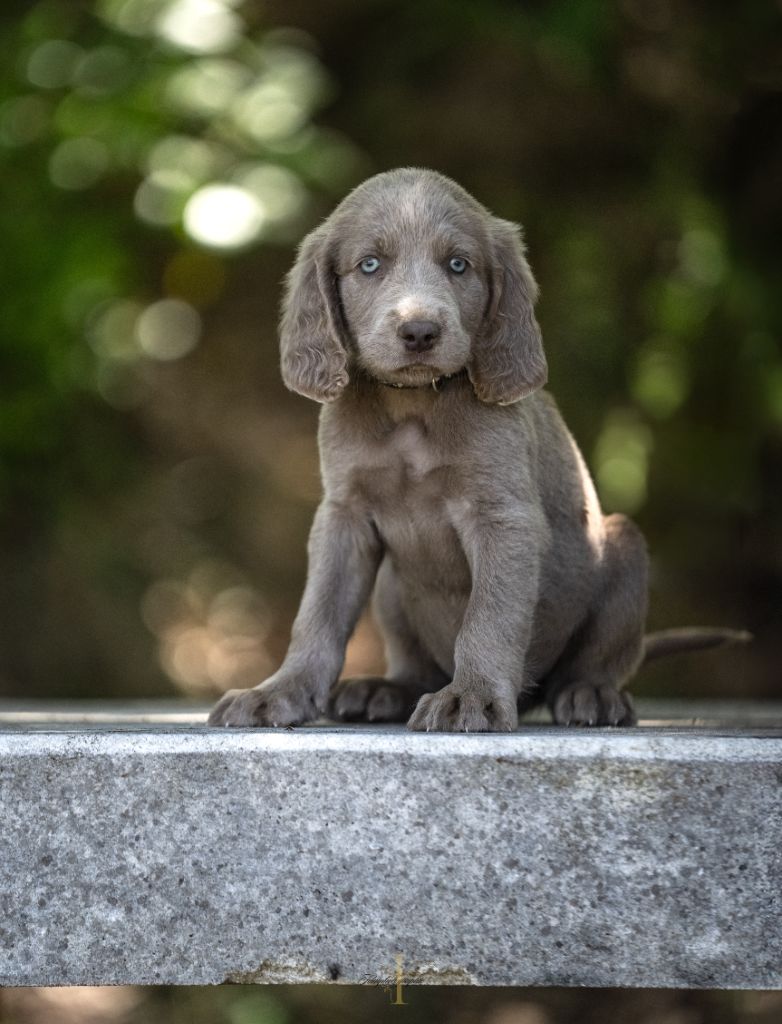 Des Trésors D'Alidon - Chiots disponibles - Braque de Weimar