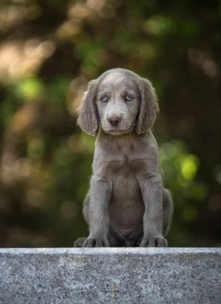 Des Trésors D'Alidon - Chiots disponibles - Braque de Weimar