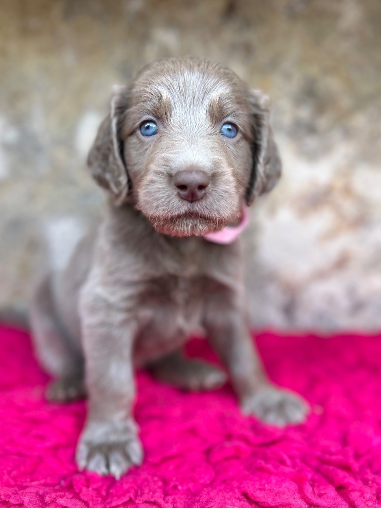 Des Trésors D'Alidon - Chiots disponibles - Braque de Weimar