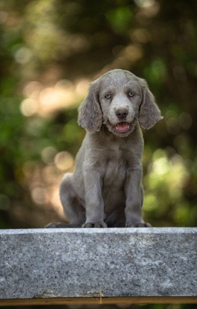 Des Trésors D'Alidon - Chiots disponibles - Braque de Weimar