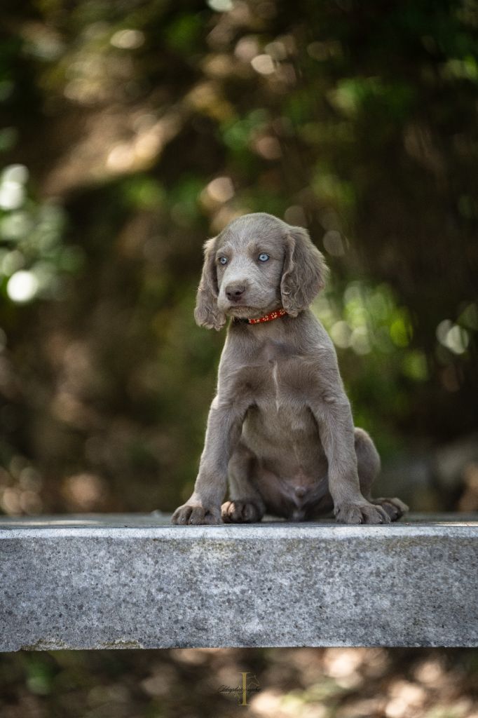 Des Trésors D'Alidon - Chiots disponibles - Braque de Weimar