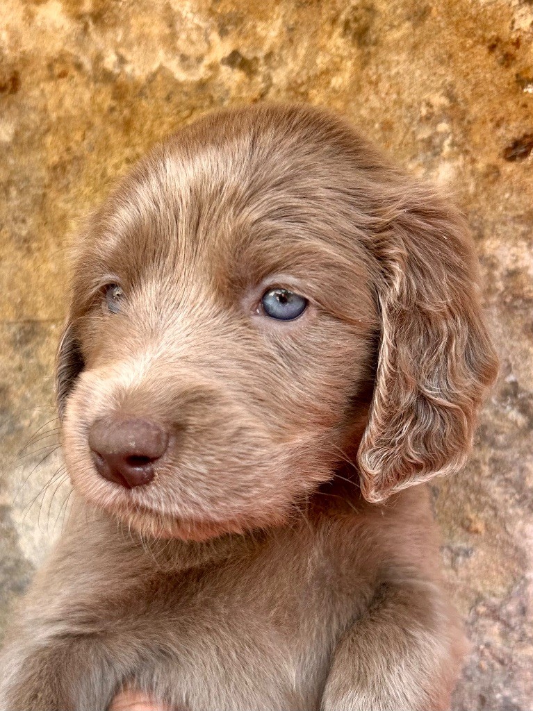 Des Trésors D'Alidon - Chiots disponibles - Braque de Weimar
